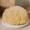Natürlicher Meeresschwamm Honeycomb Sea Sponge 7.62 cm