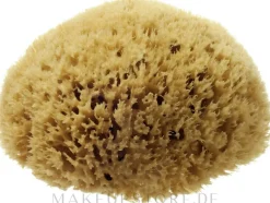 Natürlicher Meeresschwamm Honeycomb Sea Sponge 7.62 cm